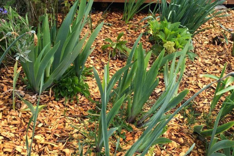 Почему не цветут ирисы: основные причины, что делать