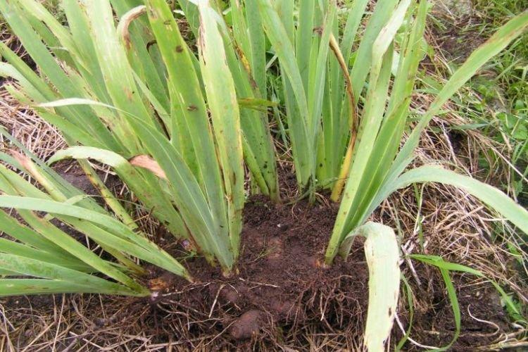 Долго растут на одном месте - Почему не цветут ирисы