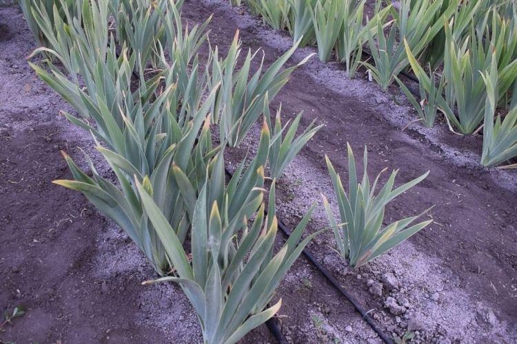 Нехватка места - Почему не цветут ирисы