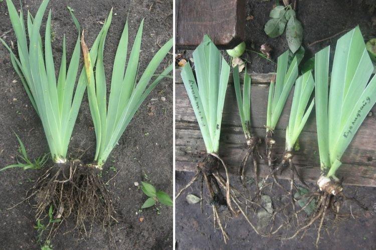 Корневая гниль - Почему не цветут ирисы