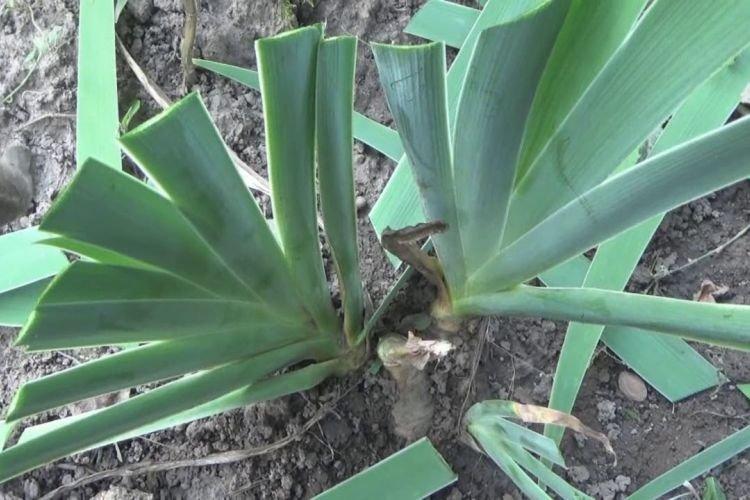 Зимние морозы - Почему не цветут ирисы