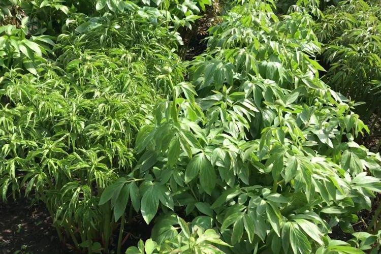 Место посадки - Почему не цветут пионы