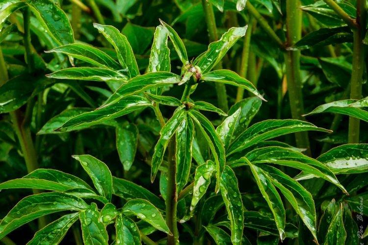 Неправильный полив - Почему не цветут пионы