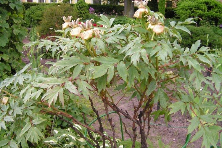 Возраст - Почему не цветут пионы