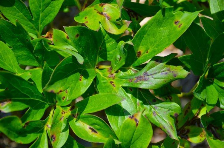 Болезни - Почему не цветут пионы