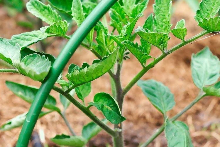 Низкая температура - Почему скручиваются листья у помидоров