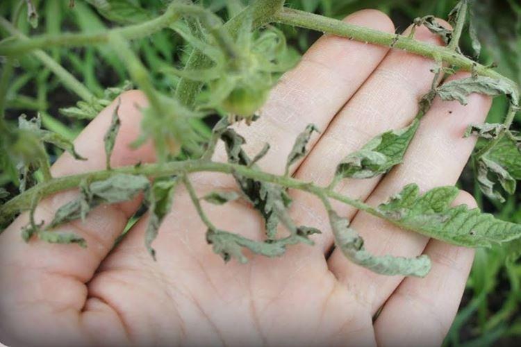 Сухость - Почему скручиваются листья у помидоров