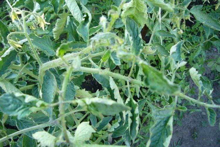 Переизбыток питания - Почему скручиваются листья у помидоров