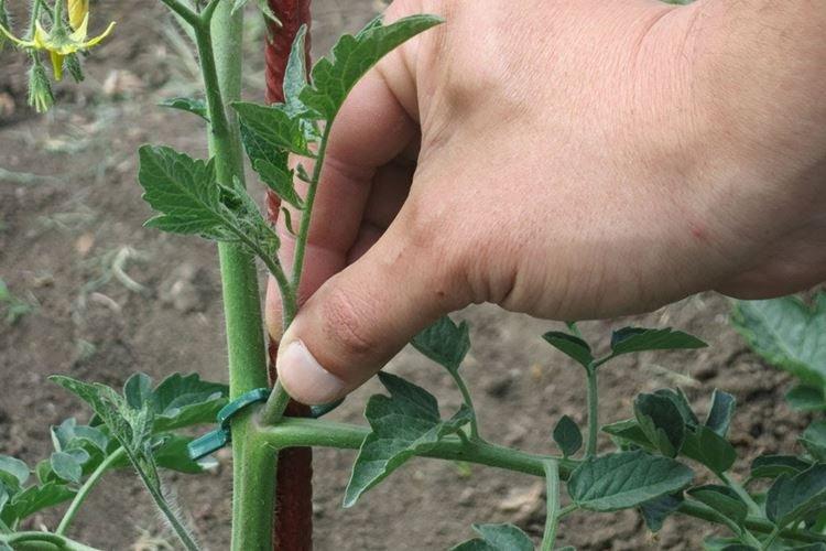Позднее пасынкование - Почему скручиваются листья у помидоров