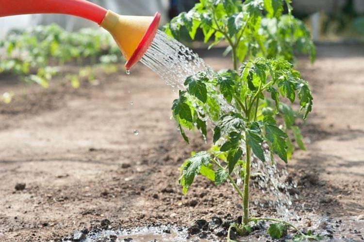 Обработка от болезней и вредителей - Почему скручиваются листья у помидоров, что делать