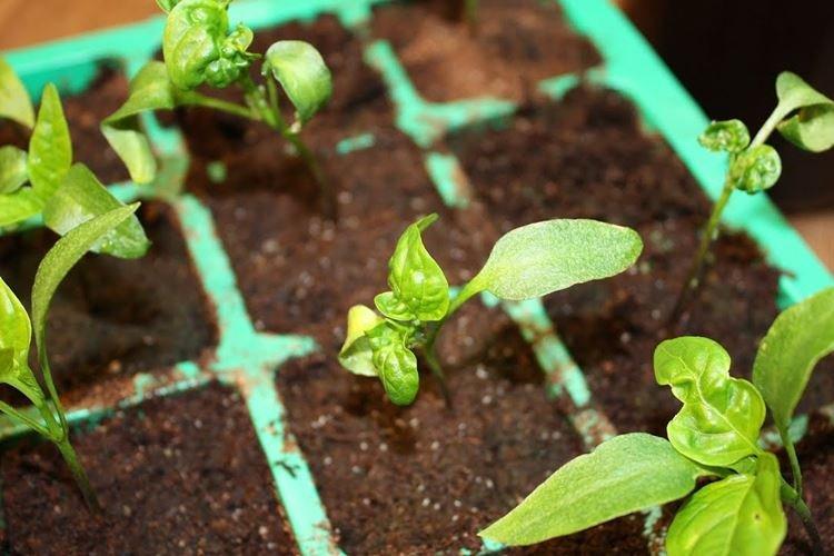 Необработанный грунт - Почему у перца скручиваются листья