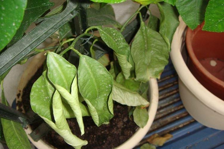 Нехватка света - Почему у перца скручиваются листья