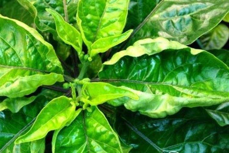 Избыток удобрений - Почему у перца скручиваются листья