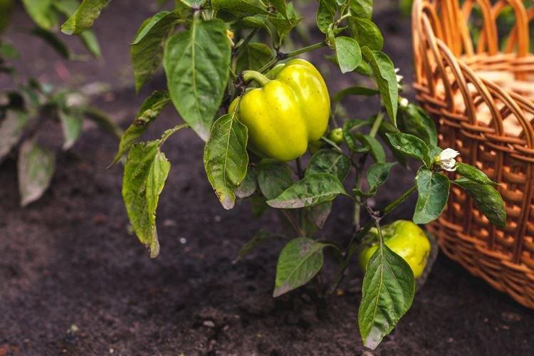 Вершинная гниль - Почему у перца скручиваются листья