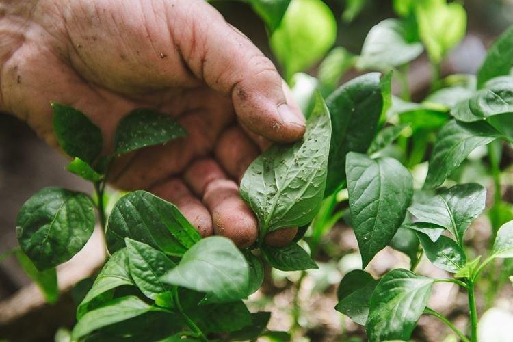 Вредители - Почему у перца скручиваются листья