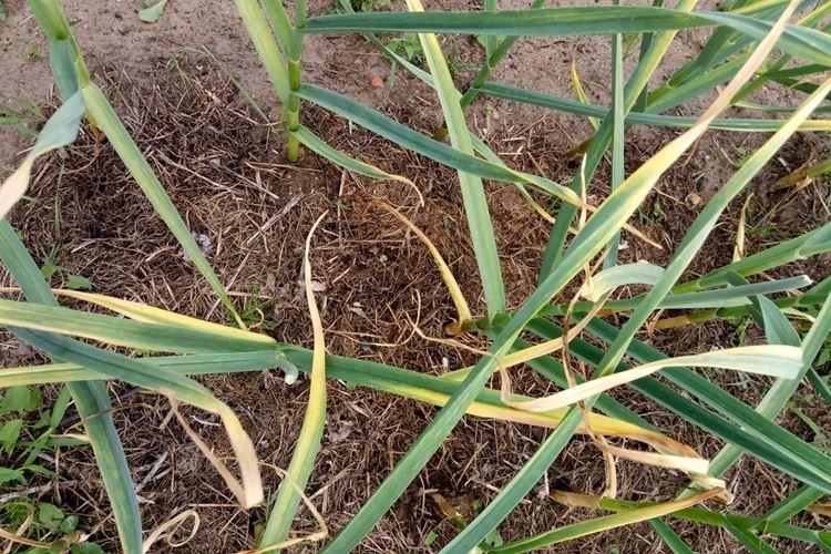 Чеснок желтеет после заморозков - Что делать