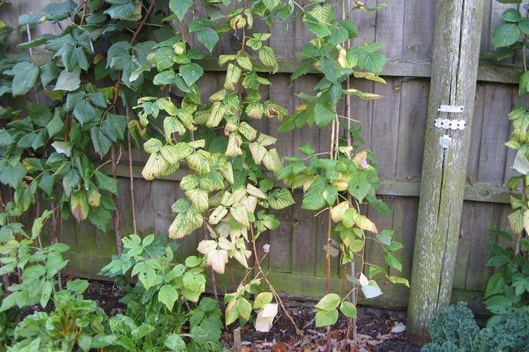 Листья желтеют и сохнут снизу вверх - Почему желтеют и сохнут листья у малины