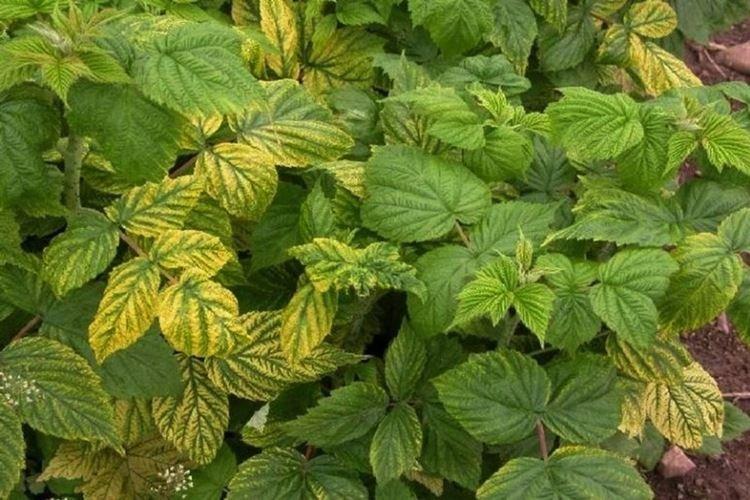 Почему у малины желтеют и плохо растут листья