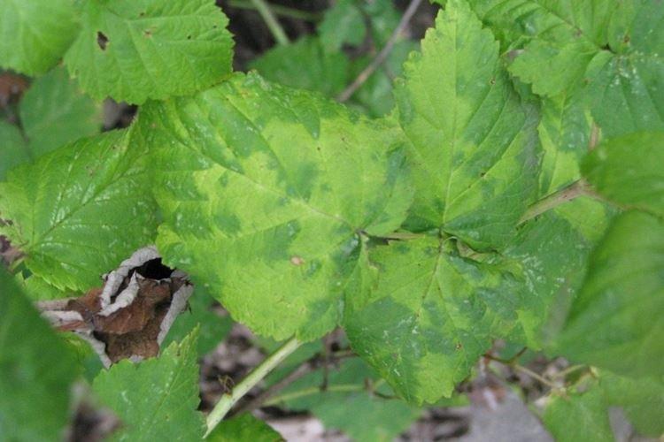 Почему у малины листья желтеют пятнами и сохнут