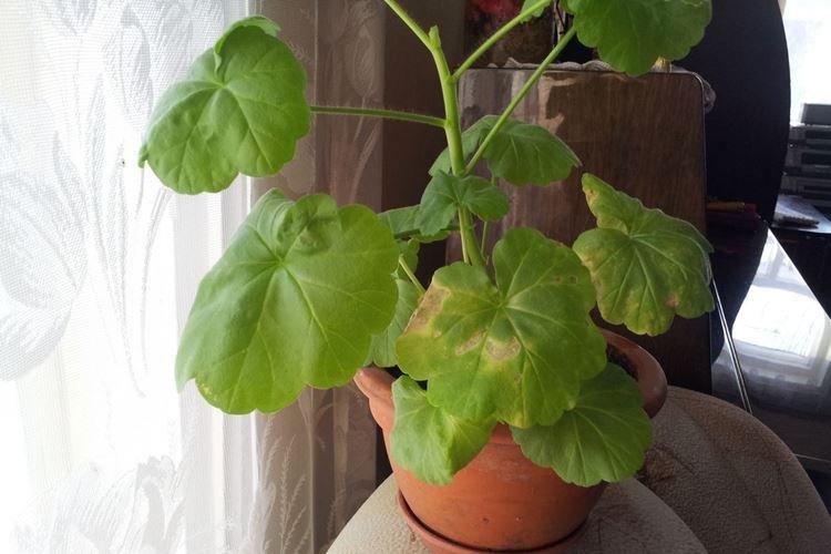 Некачественный дренаж - Почему желтеют листья у герани что делать