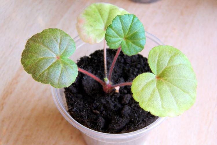 Переизбыток азота - Почему желтеют листья у герани что делать