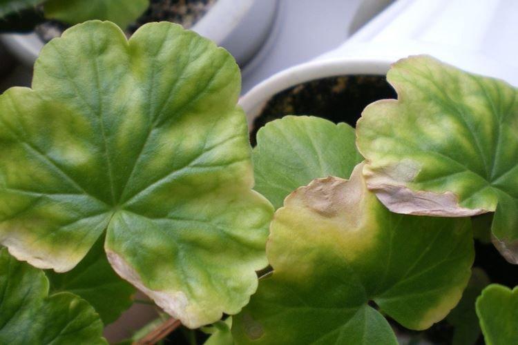 Нехватка места - Почему желтеют листья у герани что делать