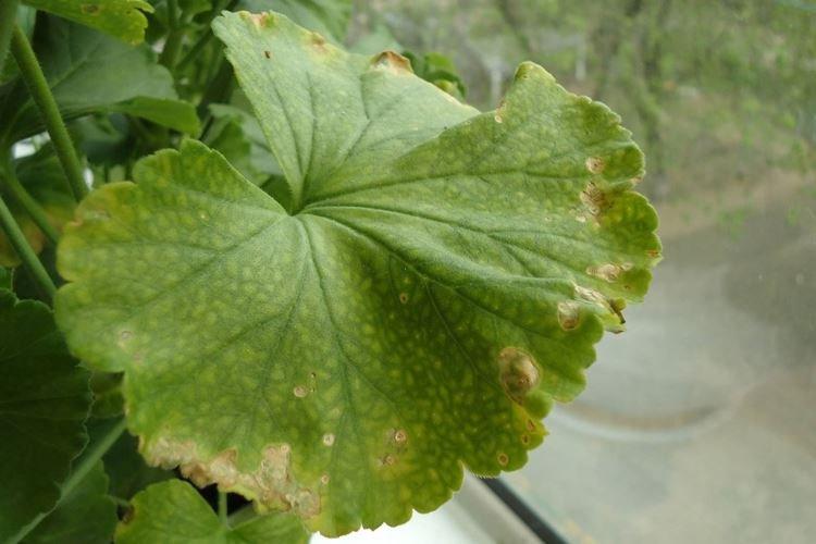 Почему желтеют листья у герани по краям