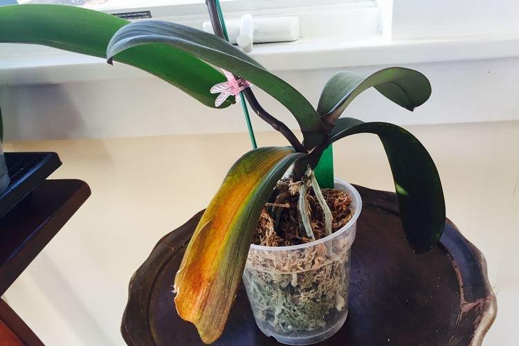 Переизбыток влаги - Почему желтеют листья у орхидеи что делать