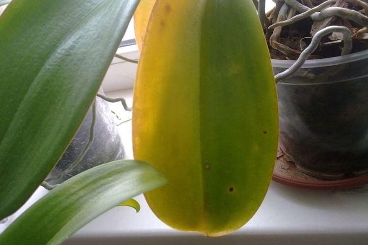 Неправильное освещение - Почему желтеют листья у орхидеи что делать