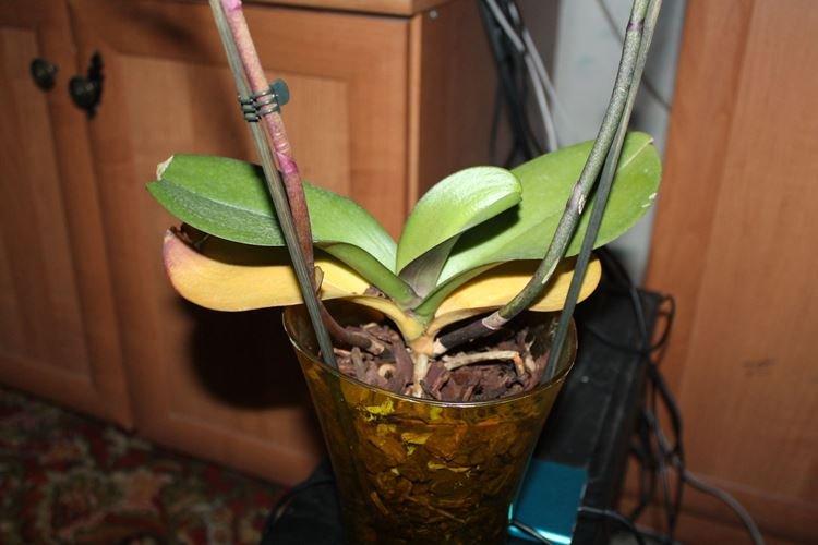 Что делать чтобы листья орхидеи не желтели