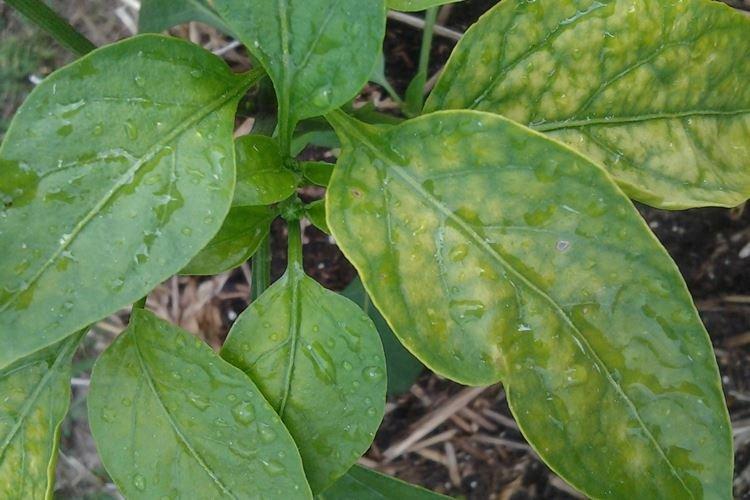 Желтеют листья перца в открытом грунте