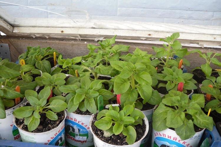 Листья петунии сохнут или вянут