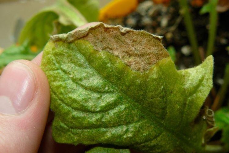 Желтеют листья петунии в кашпо