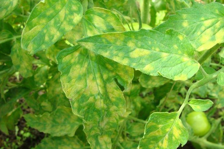 Основные причины - Почему желтеют листья у помидоров
