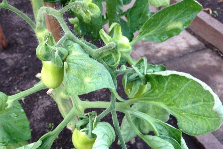 Почему желтеют и скручиваются листья у помидоров