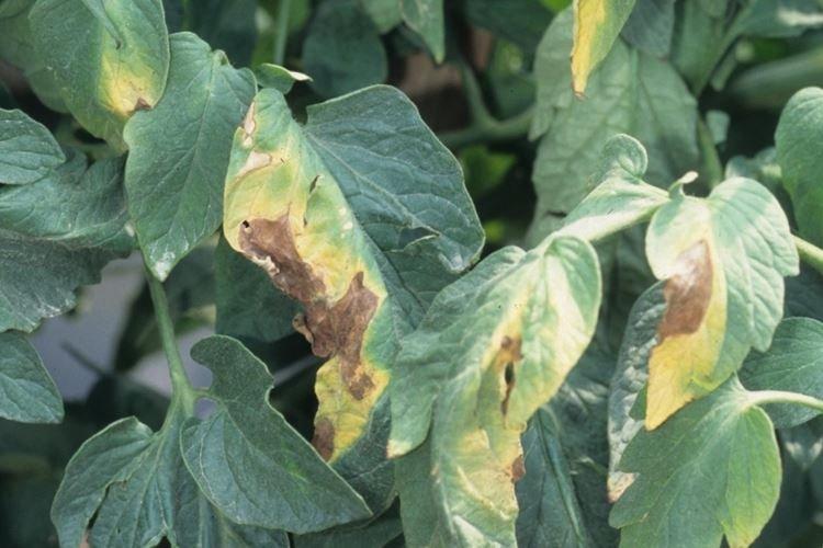 Почему желтеют и вянут листья у помидоров