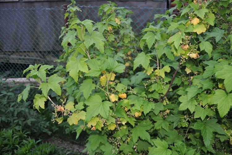 Основные причины - Почему желтеют и сохнут листья у смородины