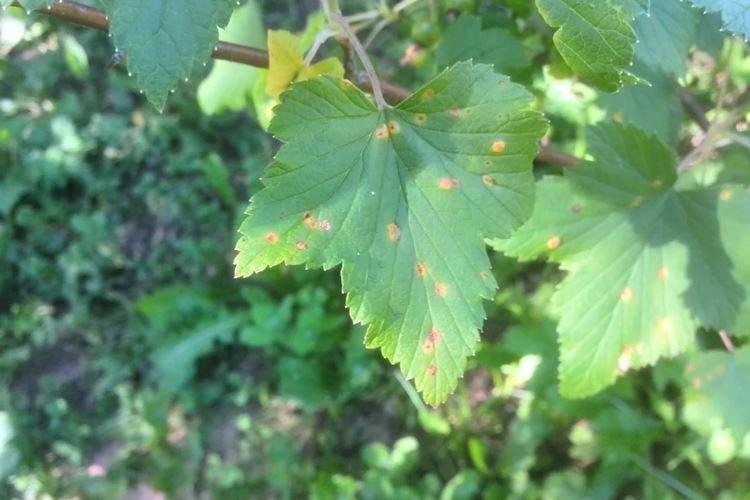 Листья смородины желтеют пятнами