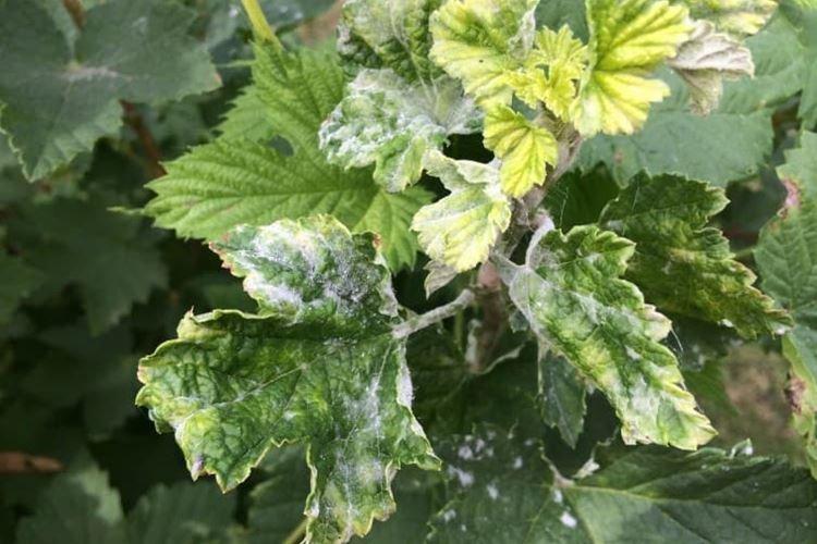 Листья смородины желтеют и покрываются налетом