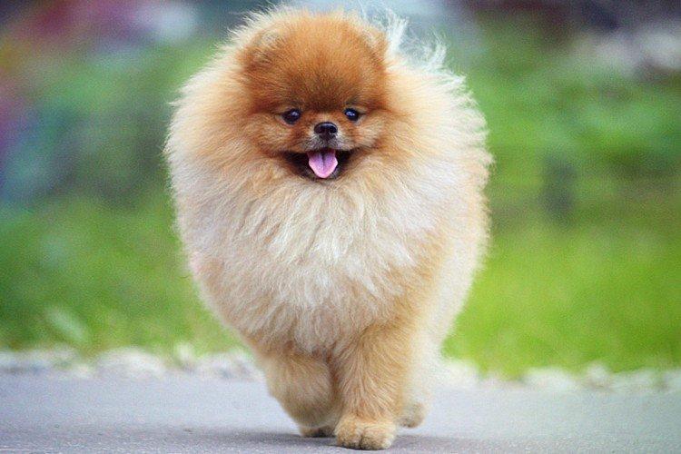 История происхождения - Померанский шпиц