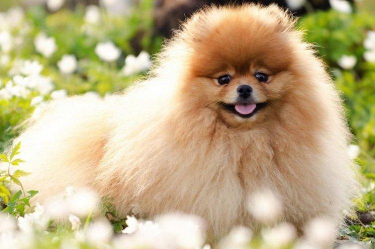 Особенности и темперамент - Характер померанского шпица