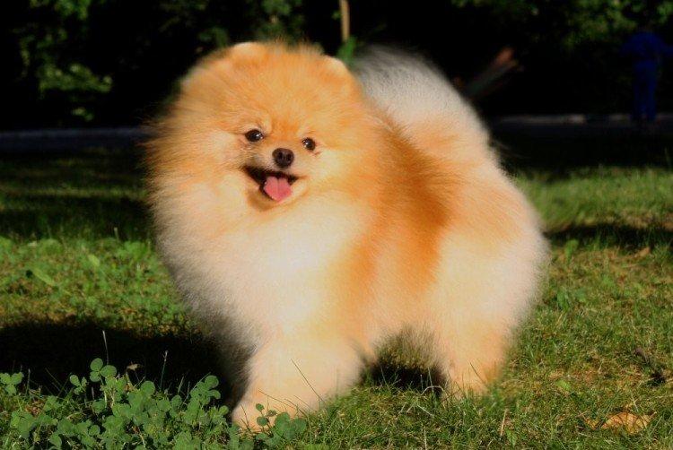 Отношение к детям - Характер померанского шпица