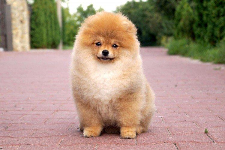 Отношения с другими животными - Характер померанского шпица