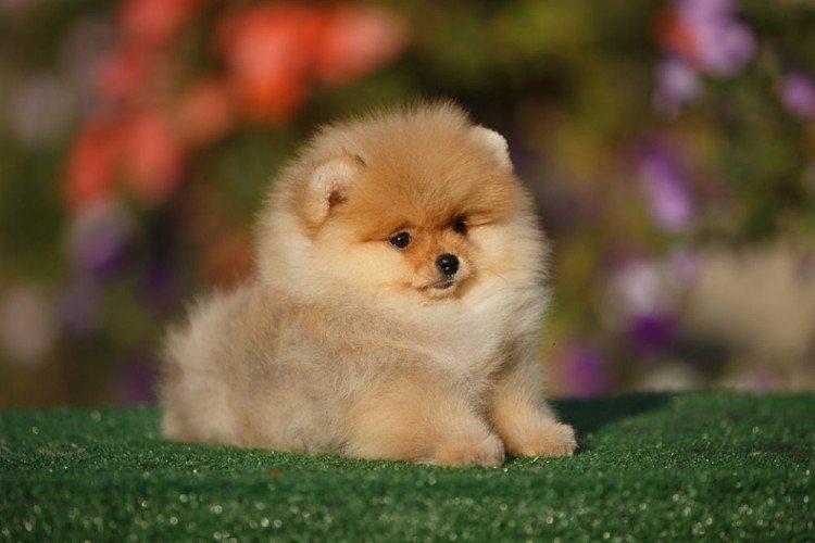 Здоровье и болезни породы - Померанский шпиц