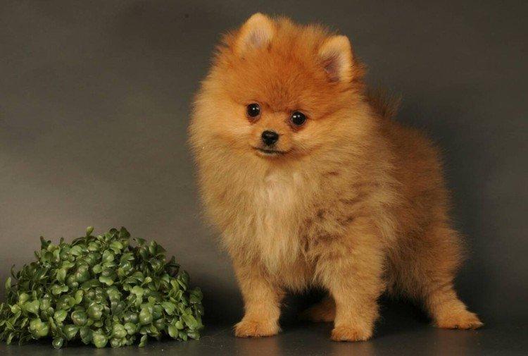 Сколько стоит померанский шпиц