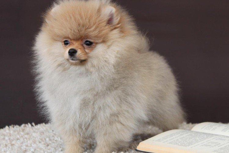 Померанский шпиц - фото