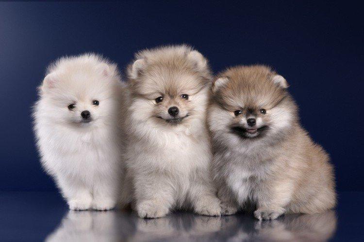 Померанский шпиц - фото