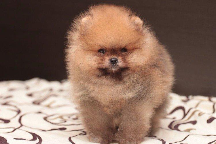 Померанский шпиц - фото