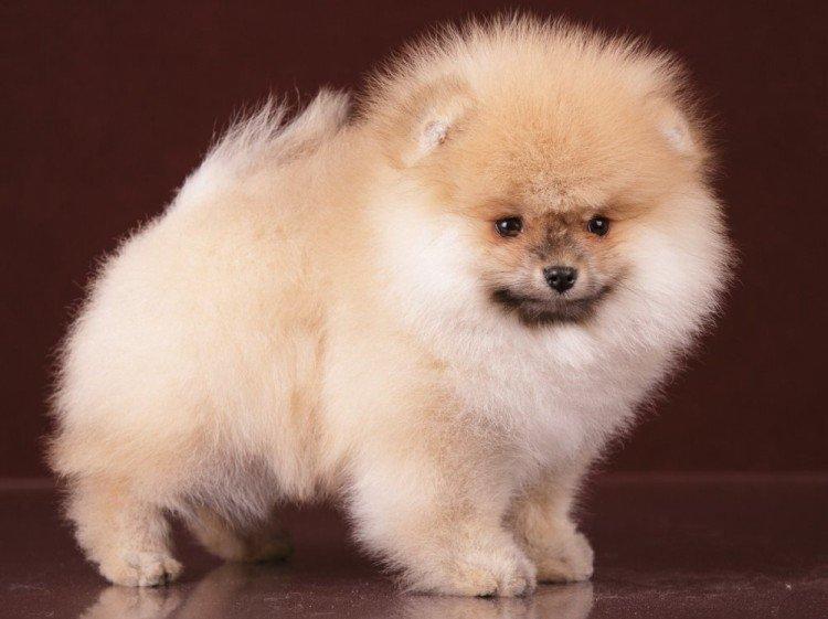 Померанский шпиц - фото
