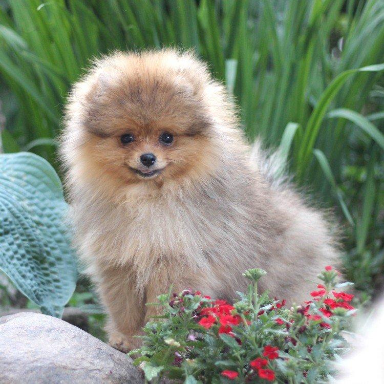 Померанский шпиц - фото
